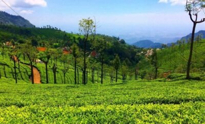 How Nature-Based Stays Help Reduce Stress and Burnout